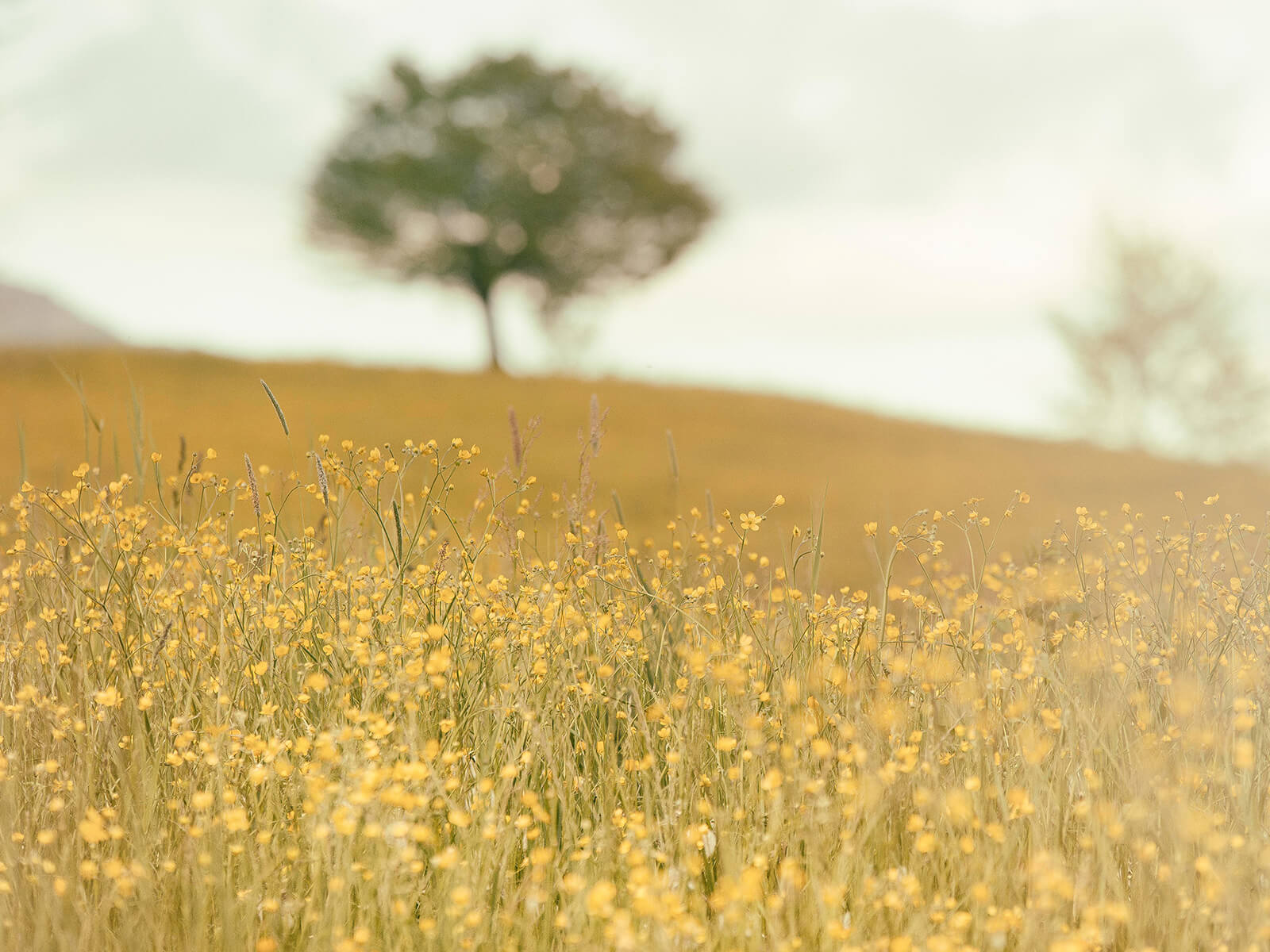 Ein Baum auf der Wiese (c) CC0 1.0 - Public Domain (von unsplash.com)