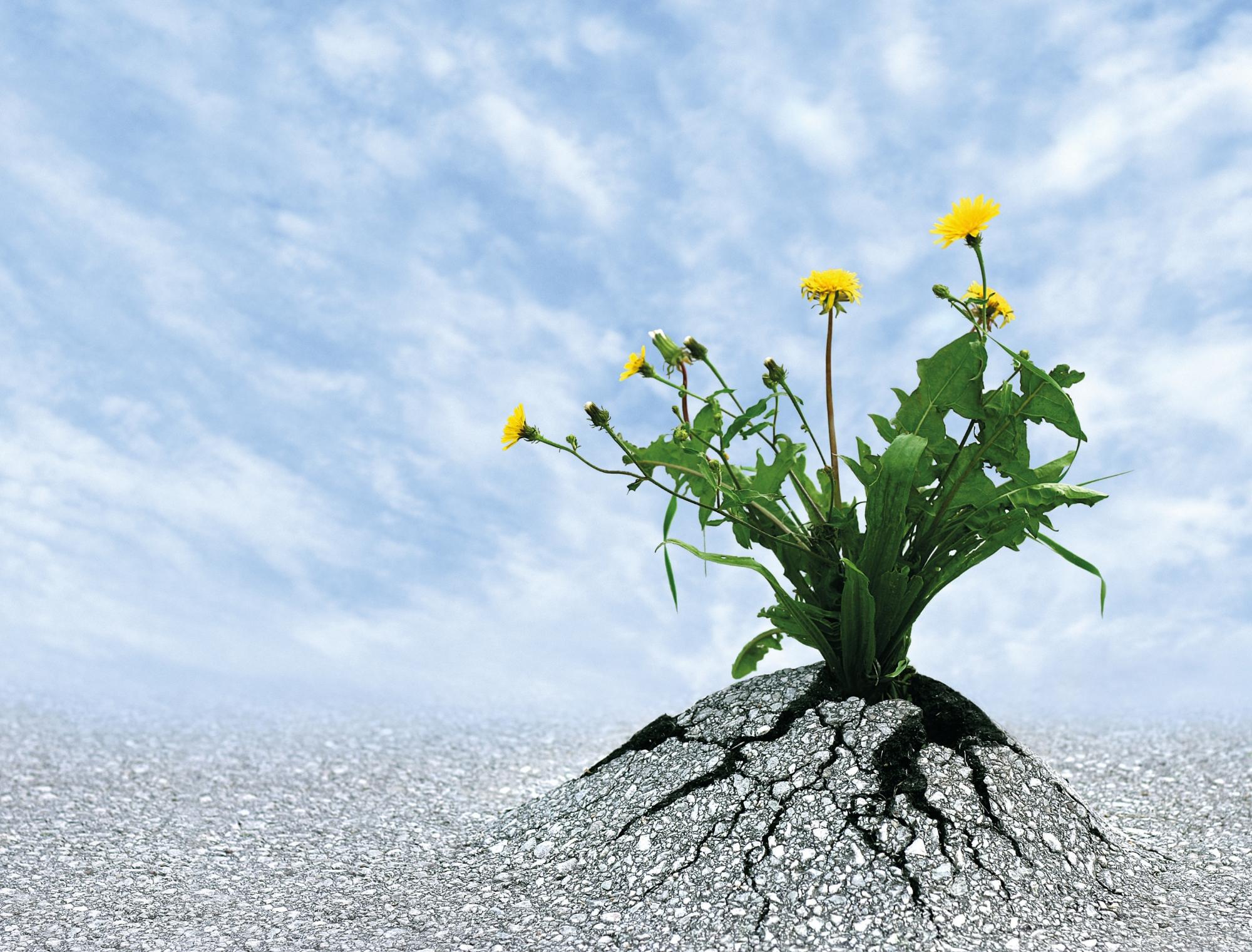 Resilienz