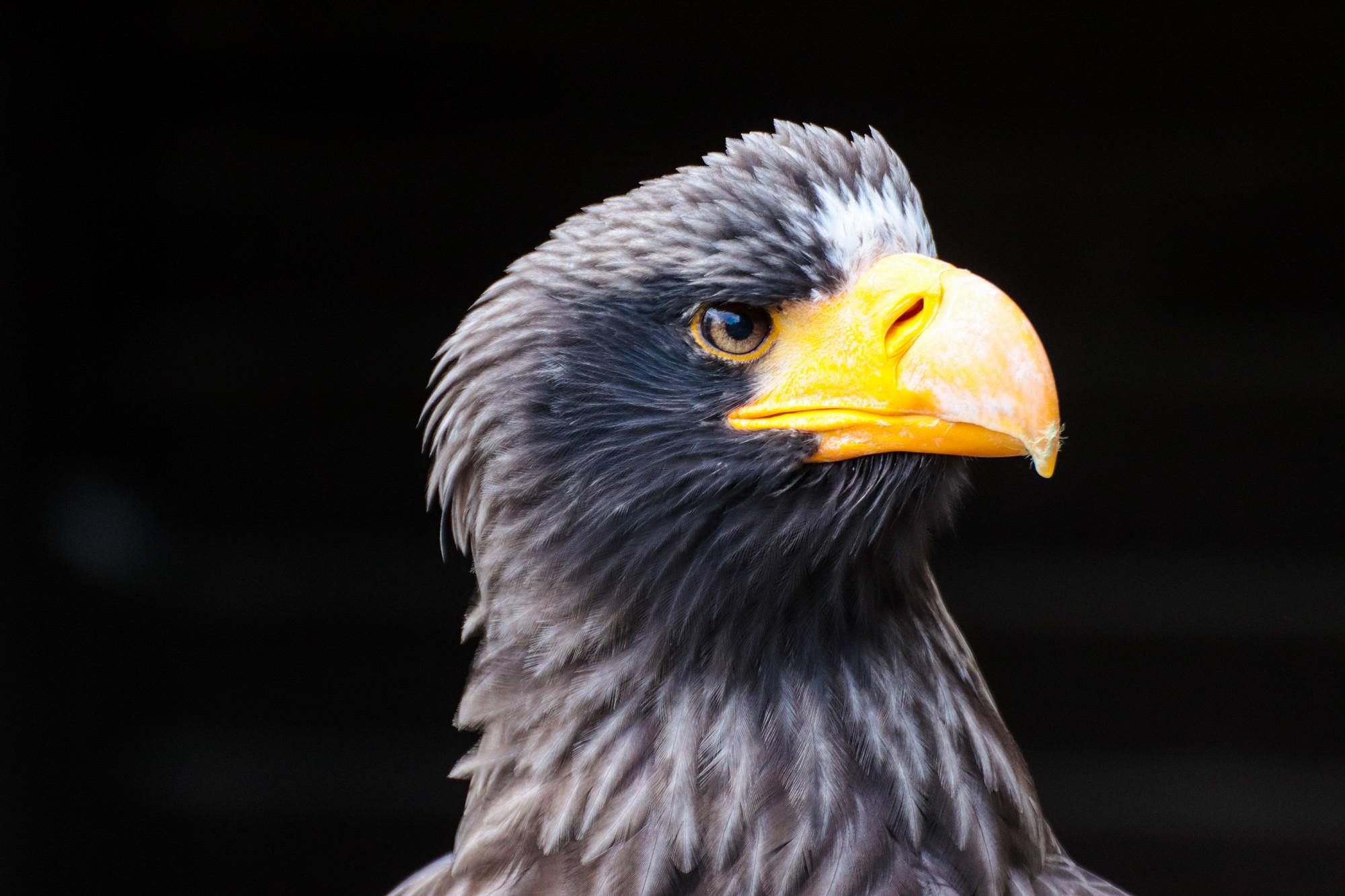 Greifvogel im Wildfreigehege Hellenthal