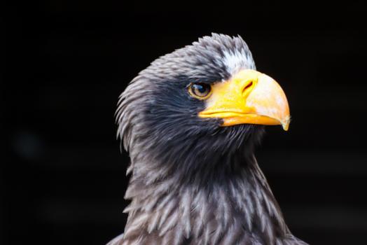 Greifvogel im Wildfreigehege Hellenthal