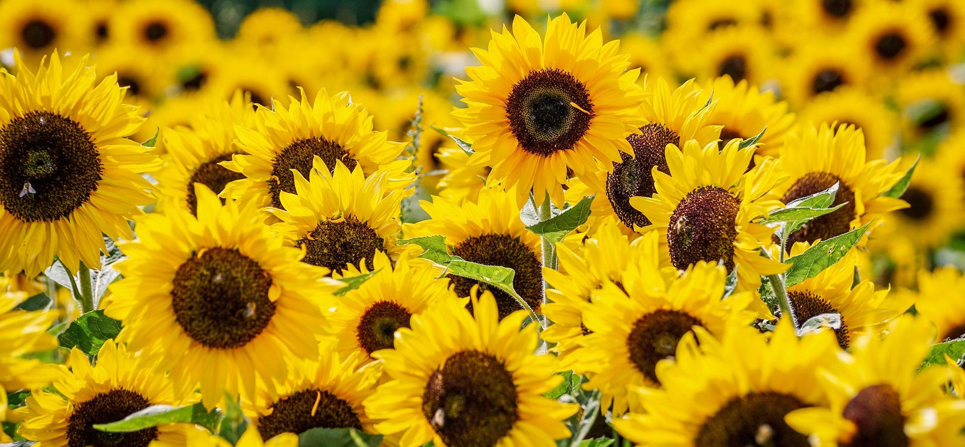 sunflower-3792914_1920