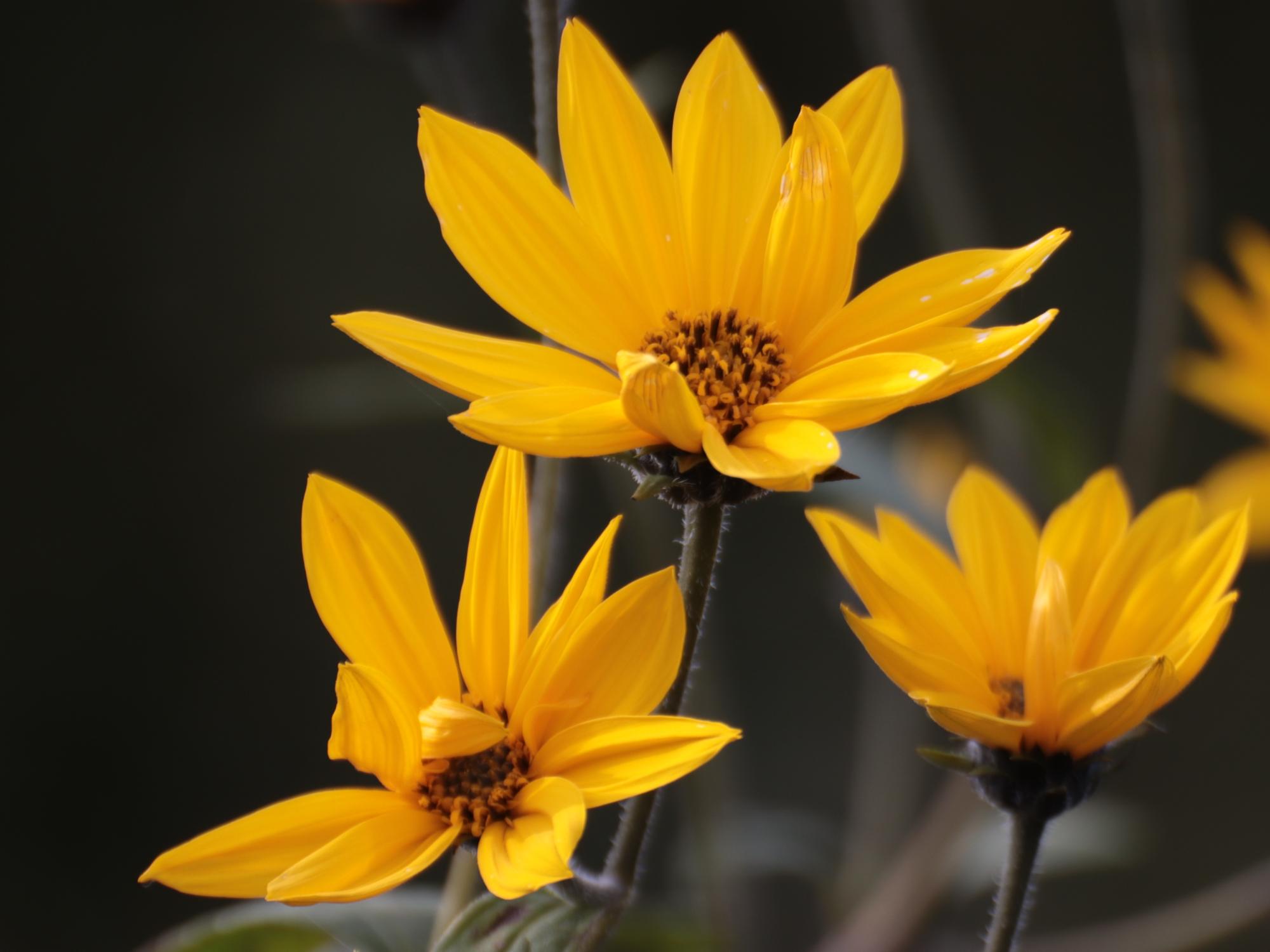 Sommerblumen