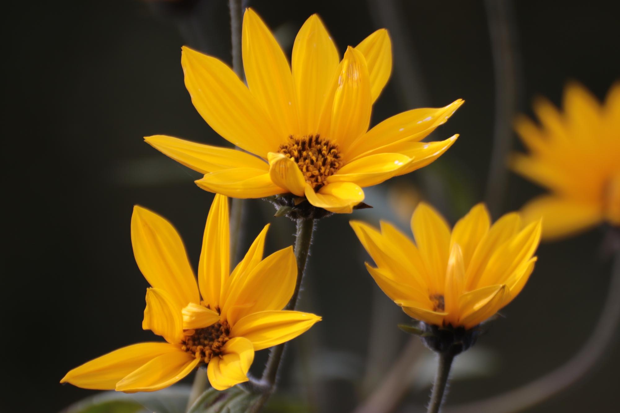 Sommerblumen