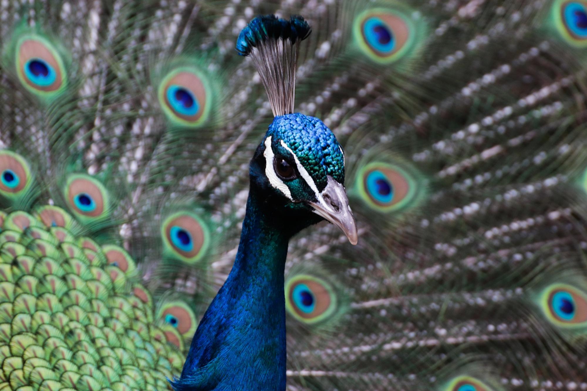 Pfau