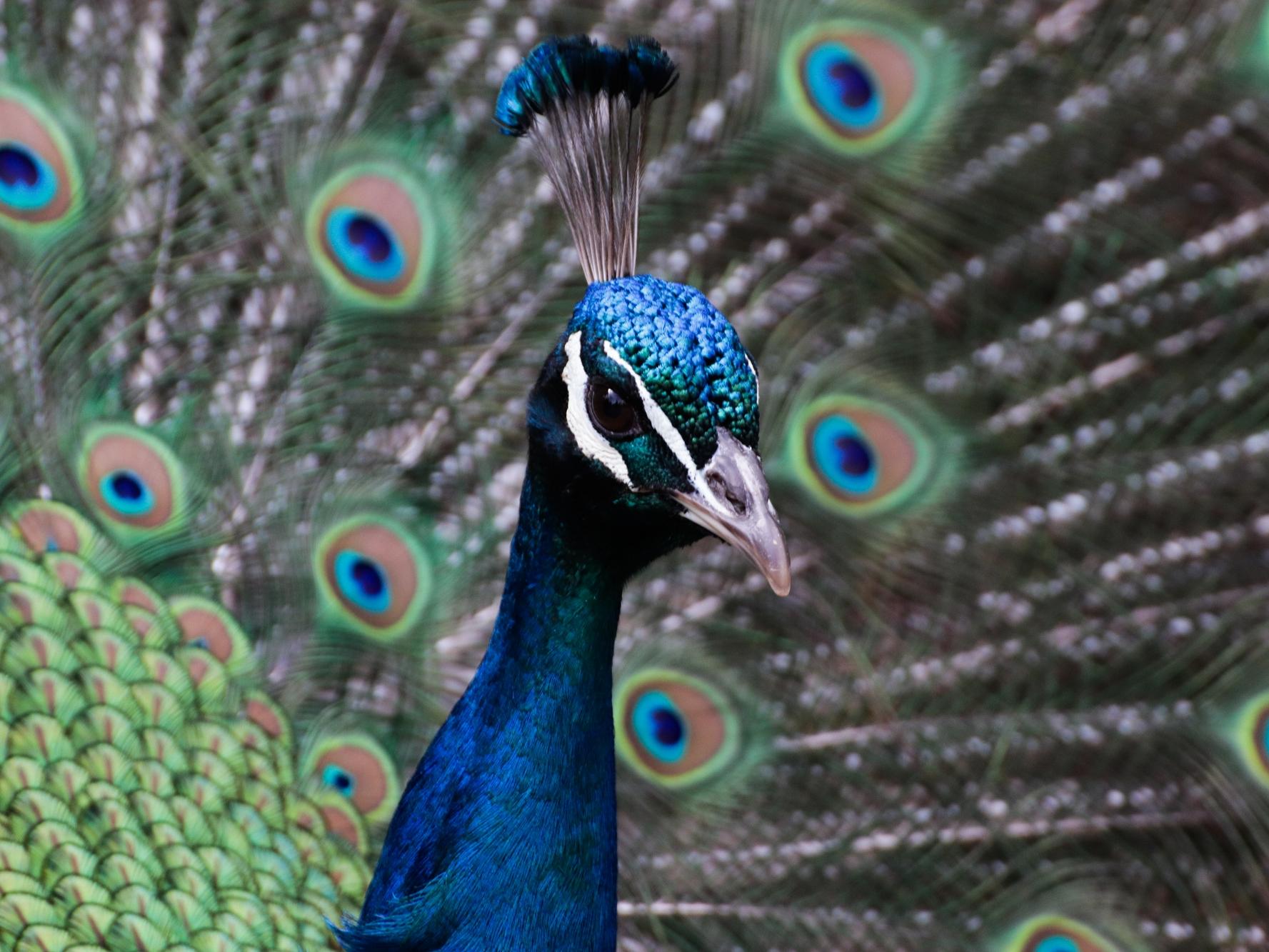 Pfau